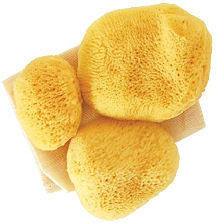 Types of Sea Sponges - Acme Sponge Company
